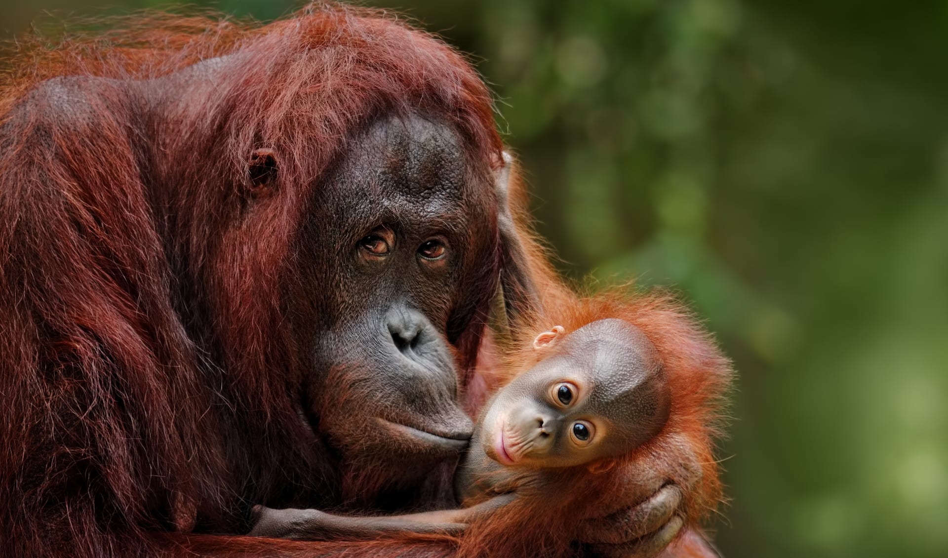 Pongo Orangutans Facts Distribution Population BioDB pongo-orangutans-facts-distribution-population-biodb